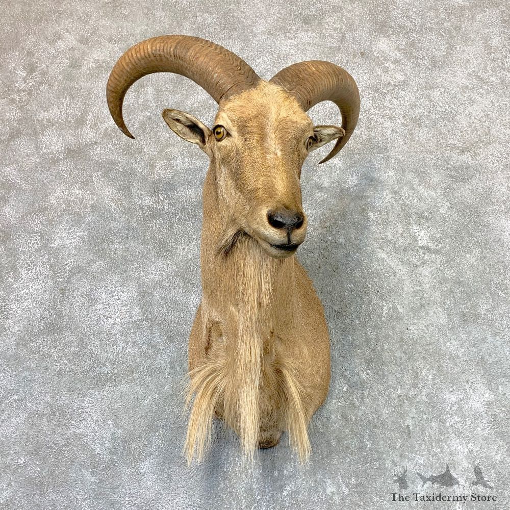 Aoudad Shoulder Mount For Sale #22982 @ The Taxidermy Store