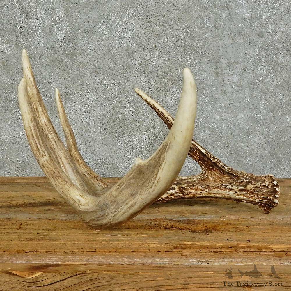 Whitetail Deer Antler Shed For Sale #16146 @ The Taxidermy Store