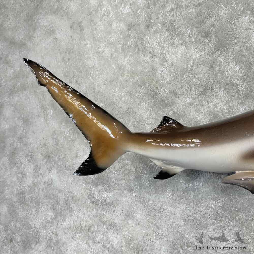 Reproduction Blacktip Reef Shark Mount For Sale #31805 @ The Taxidermy Store