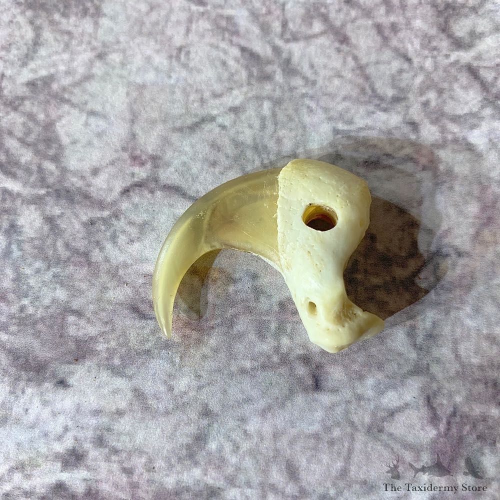 Mountain Lion Cougar Taxidermy Authentic Claw #21921 For Sale @ The Taxidermy Store
