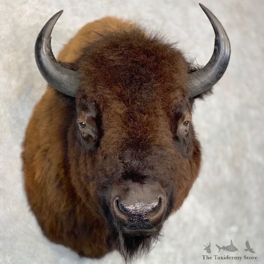 American Bison Shoulder Mount For Sale #21435 @ The Taxidermy Store