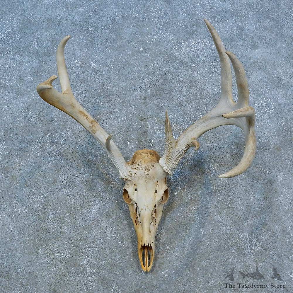 Whitetail Deer Skull Antler European Mount For Sale #15515 @ The Taxidermy Store
