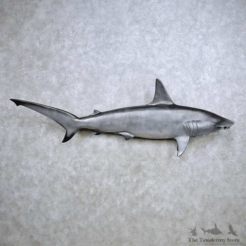 Hammerhead Shark Replica Fish Mount For Sale #14365 @ The Taxidermy Store