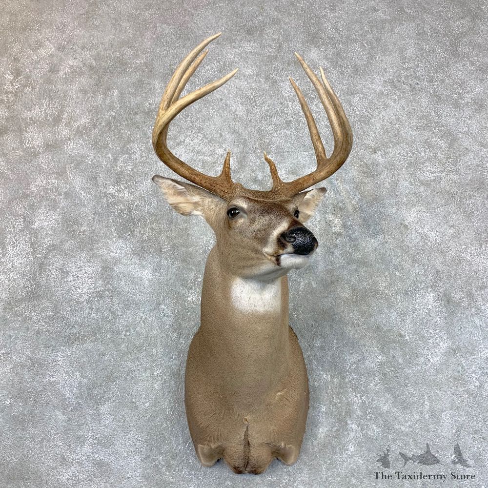 Whitetail Deer Shoulder Mount #23512 For Sale - The Taxidermy Store