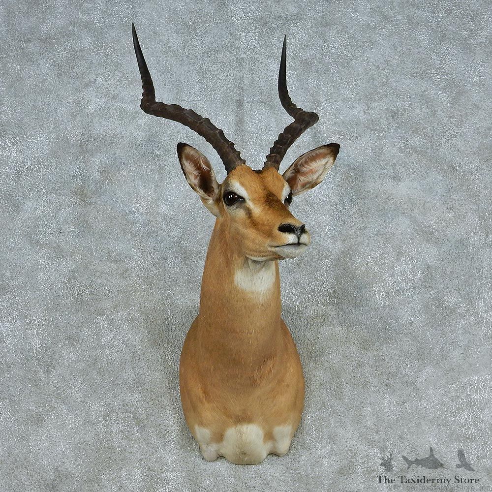African Impala Shoulder Taxidermy Mount #13066 For Sale @ The Taxidermy Store