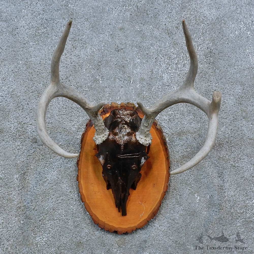 Whitetail Deer Skull Antler European Mount For Sale #15383 @ The Taxidermy Store