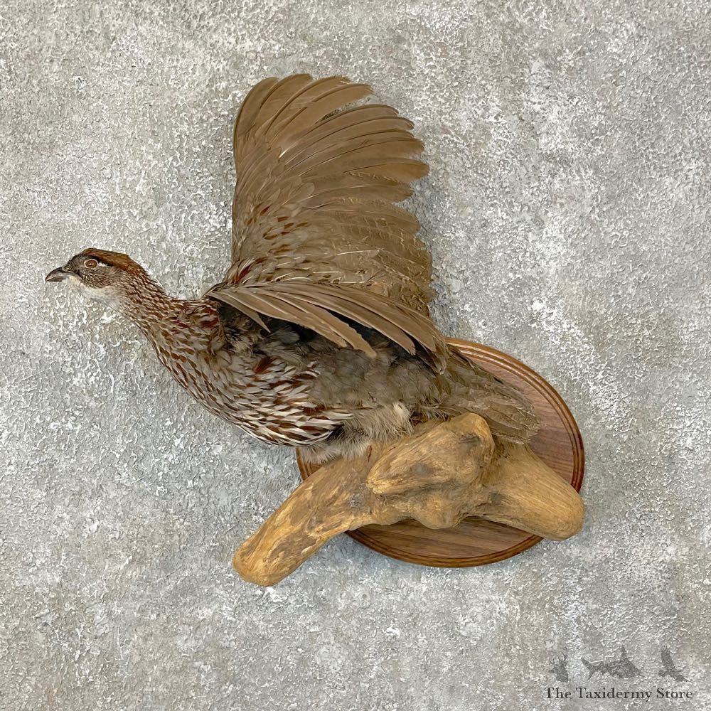 Erckel's Francolin Bird Mount For Sale #24121 @ The Taxidermy Store