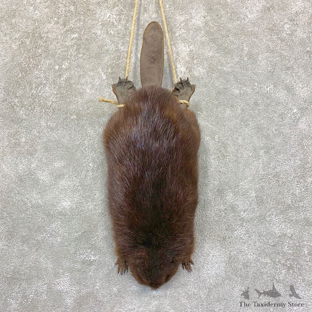 North American Beaver Mount For Sale #21767 @ The Taxidermy Store