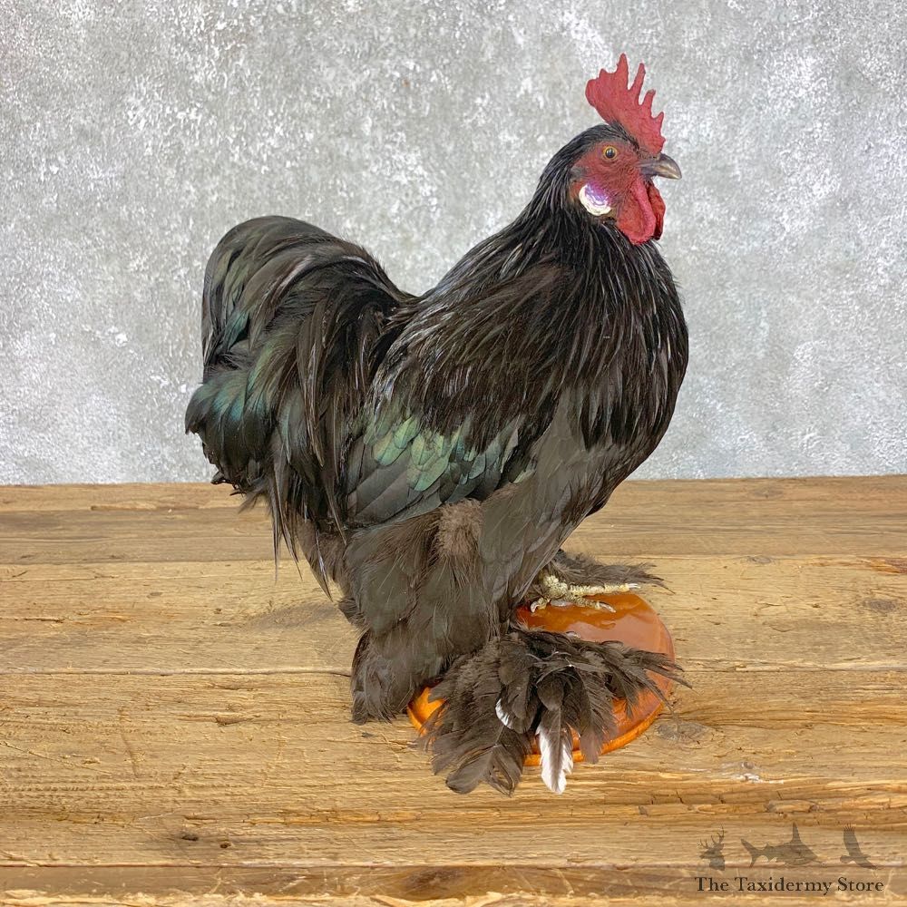 Domestic Chicken Rooster Bird Mount For Sale #23966 @ The Taxidermy Store