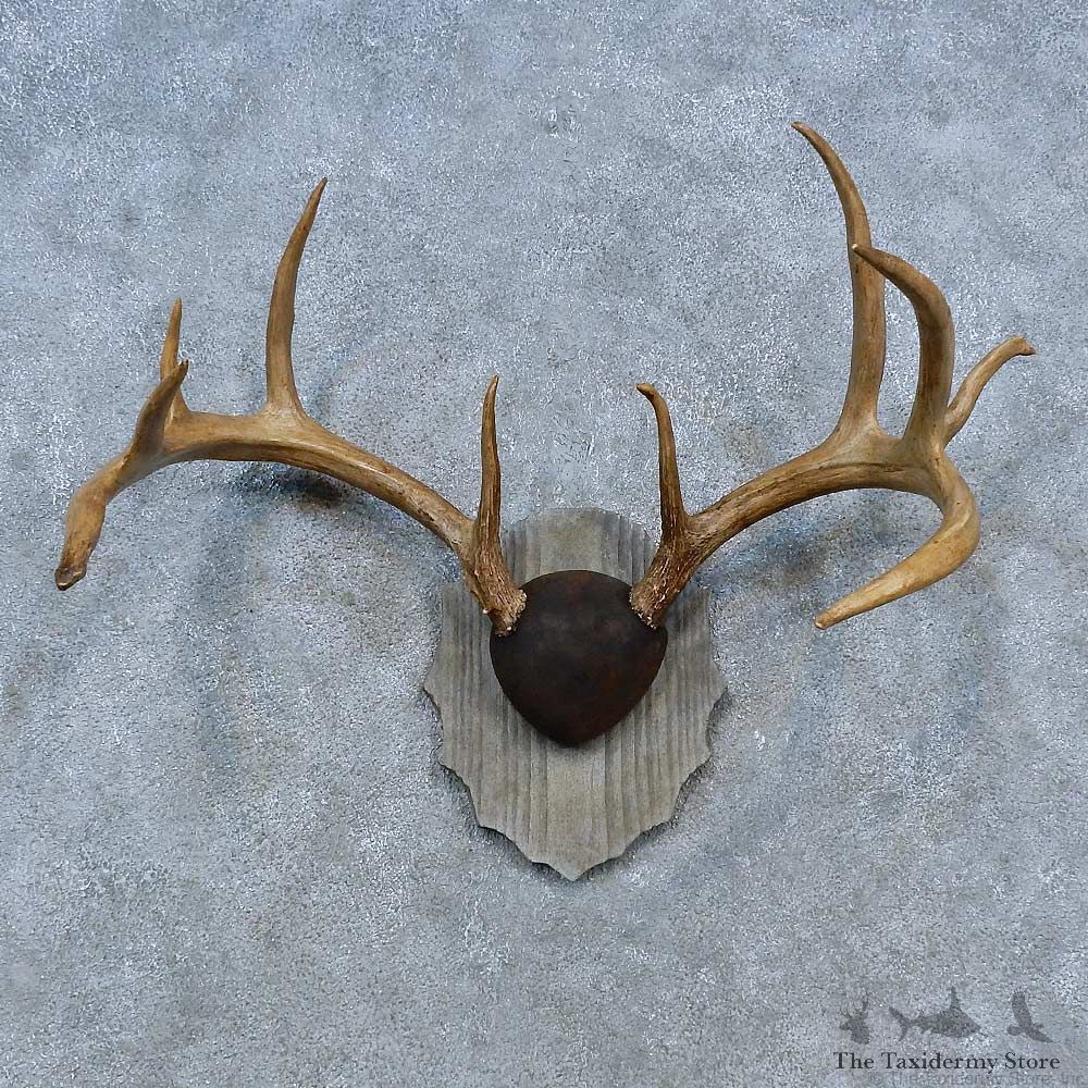 Whitetail Deer Antler Plaque Mount For Sale #15305 @ The Taxidermy Store