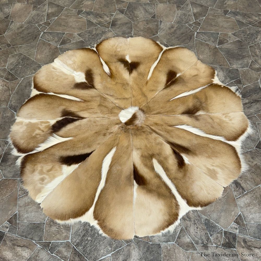 African Springbok Hide Throw For Sale #29772 @ The Taxidermy Store