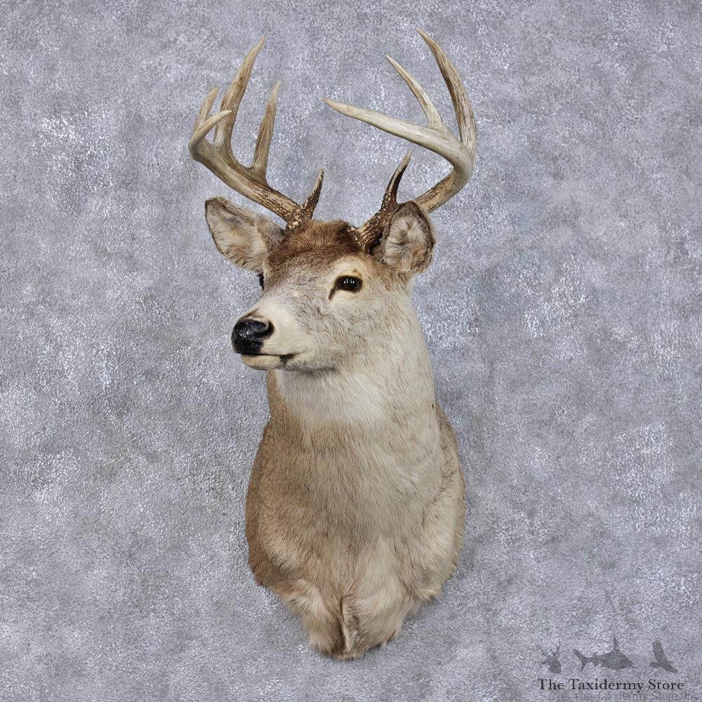 Whitetail Deer Shoulder Taxidermy Head Mount #12500 For Sale @ The Taxidermy Store