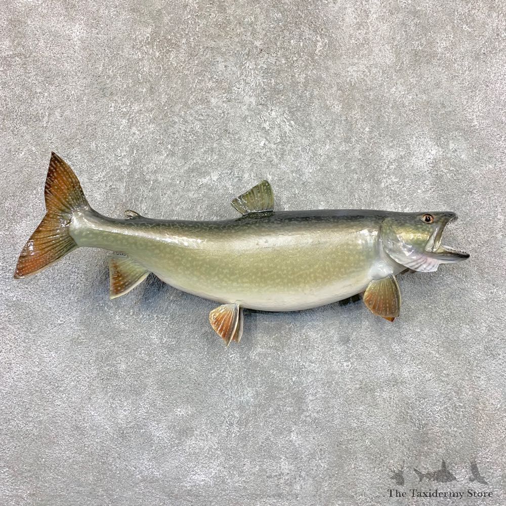 Lake Trout Freshwater Fish Mount For Sale #22379 @ The Taxidermy Store