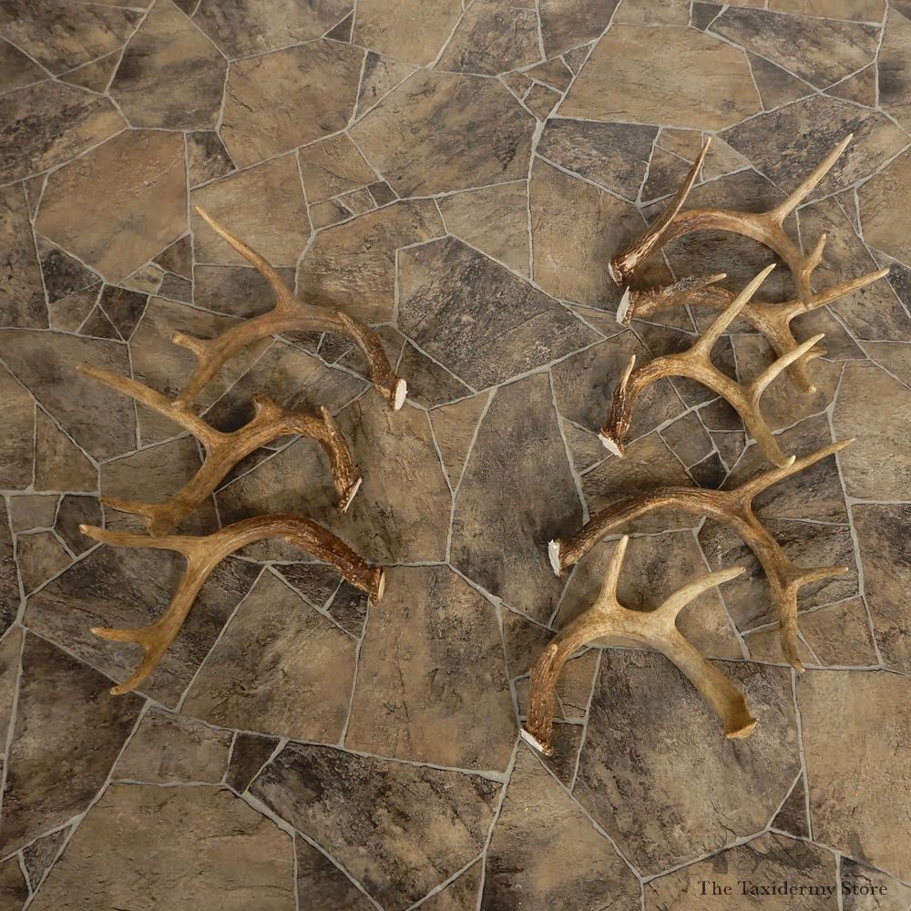 Whitetail Deer Antler Craft Pack For Sale #21338 @ The Taxidermy Store