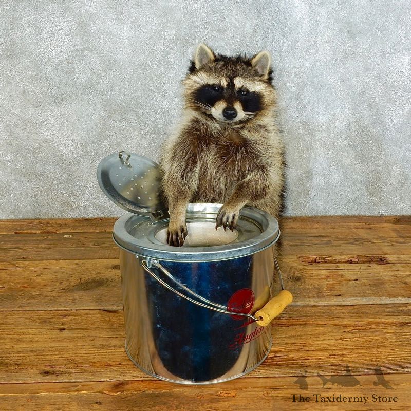 Raccoon Life-Size Mount For Sale #18495 @ The Taxidermy Store