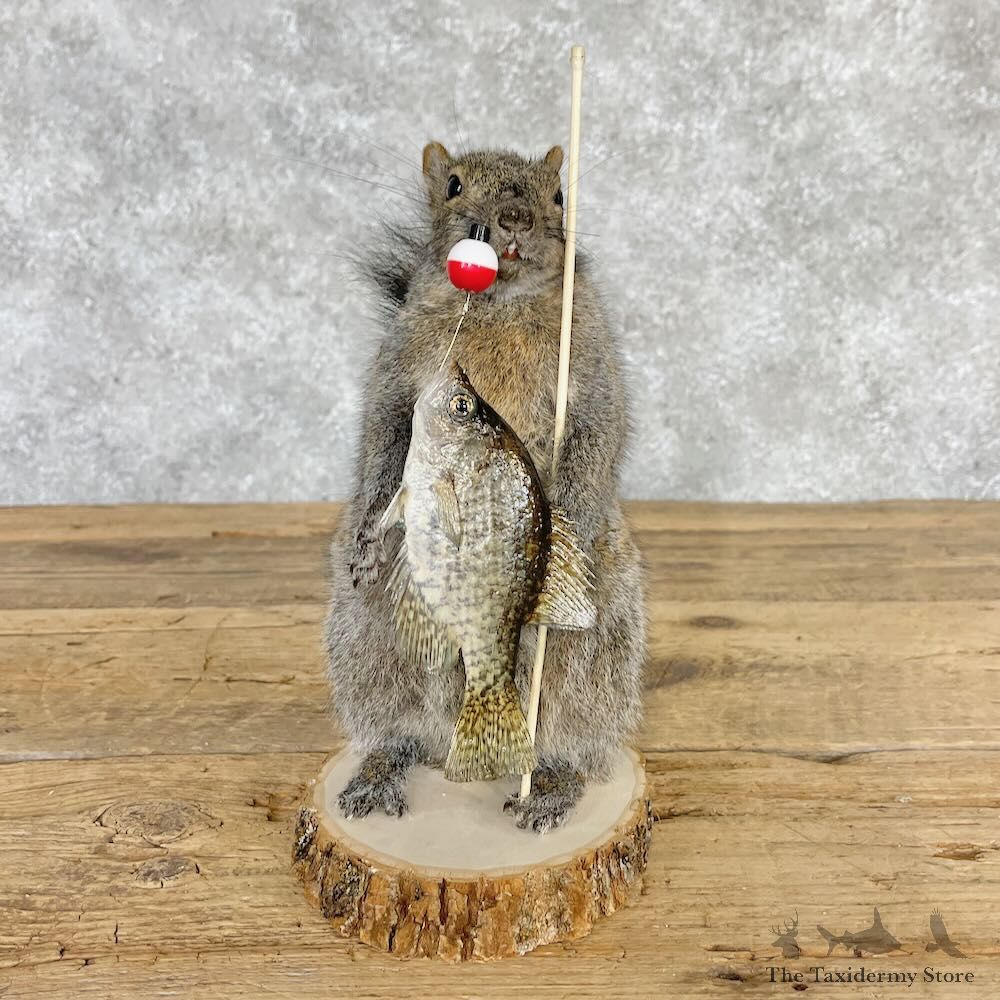 Fishing Squirrel Novelty Mount For Sale #28596 @ The Taxidermy Store