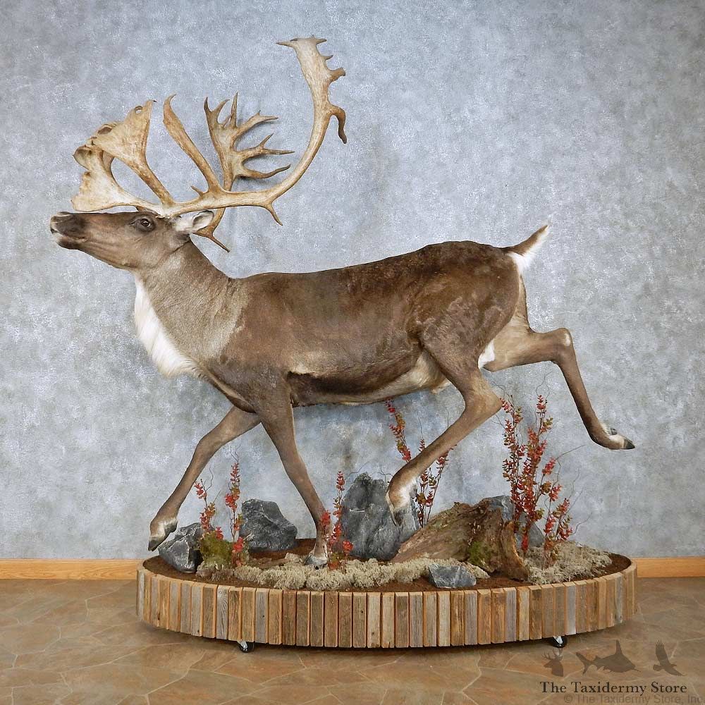 Barren Ground Caribou Life-Size Mount For Sale #15141 @ The Taxidermy Store