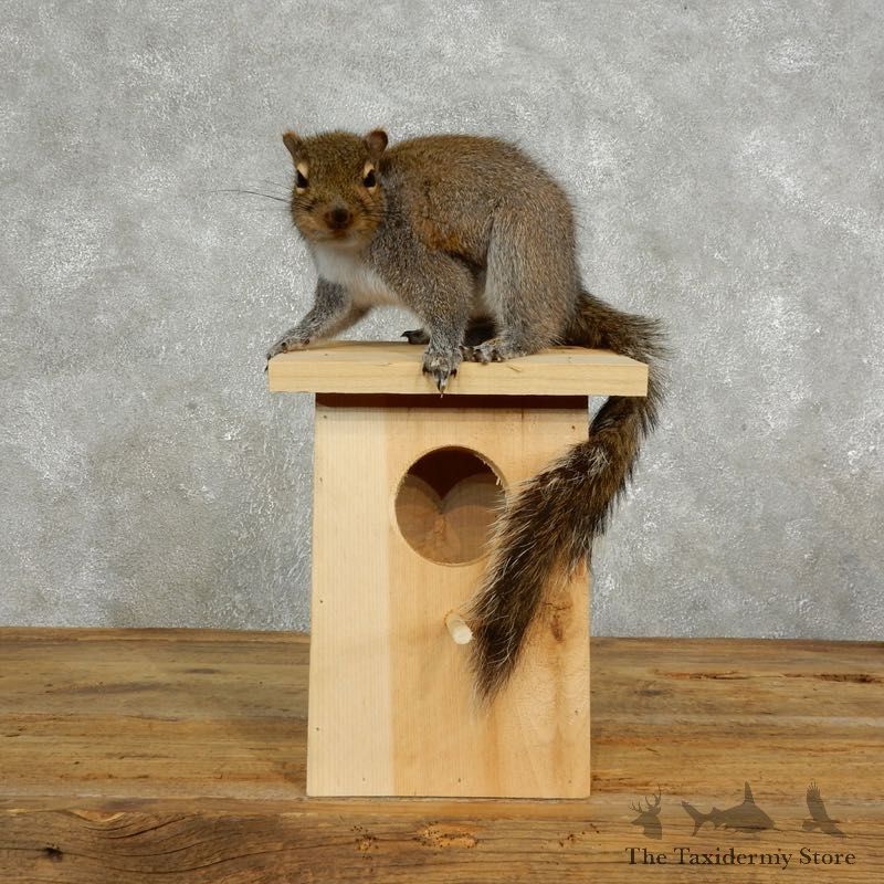 Squirrel & Birdhouse Mount For Sale #17733 @ The Taxidermy Store