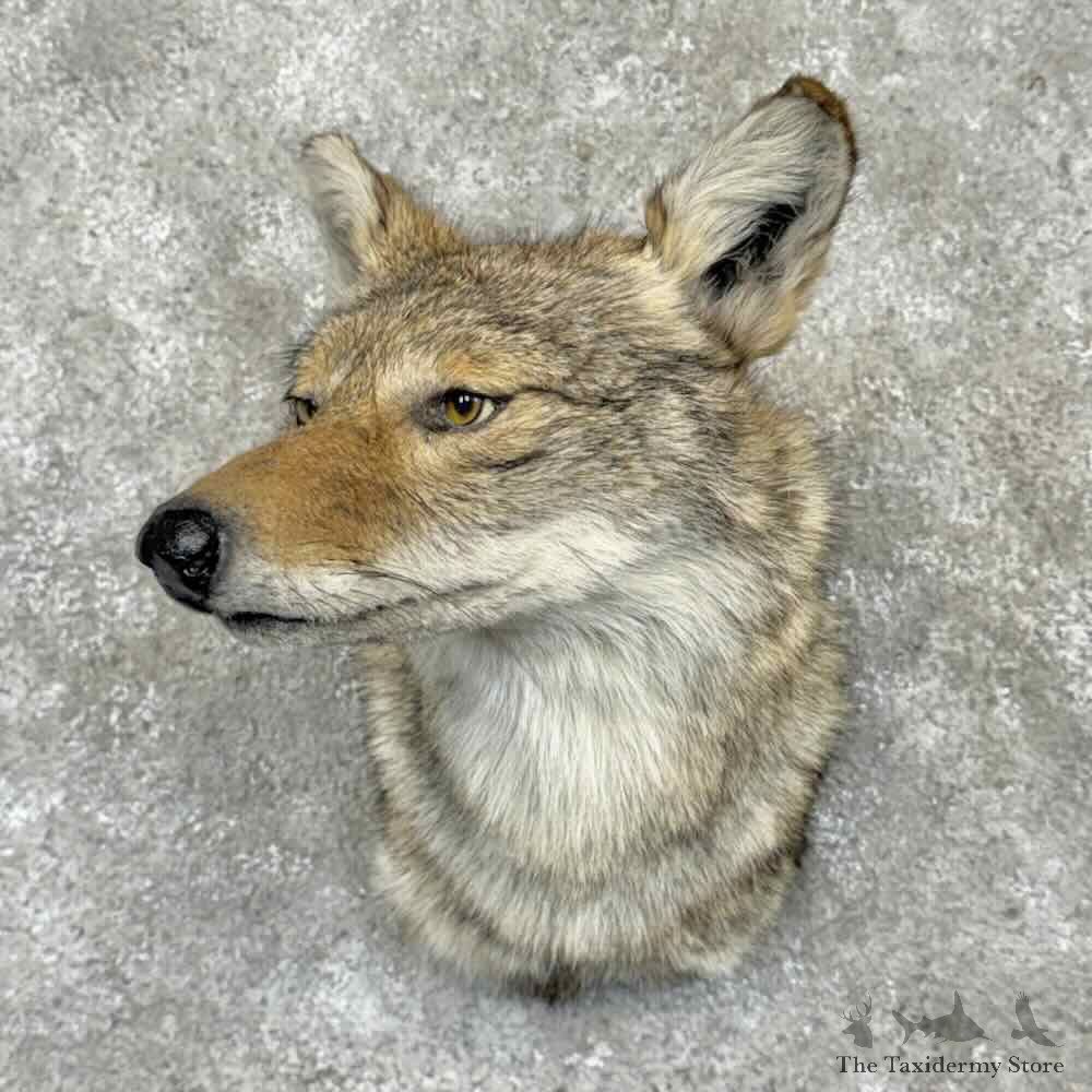 Coyote Shoulder Mount For Sale #31709 @ The Taxidermy Store
