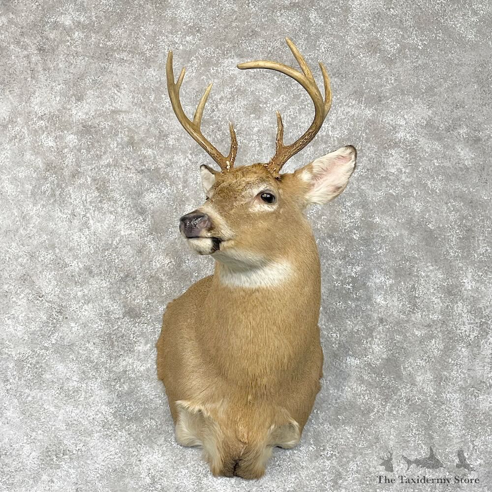 Whitetail Deer Shoulder Mount For Sale #28568 - The Taxidermy Store