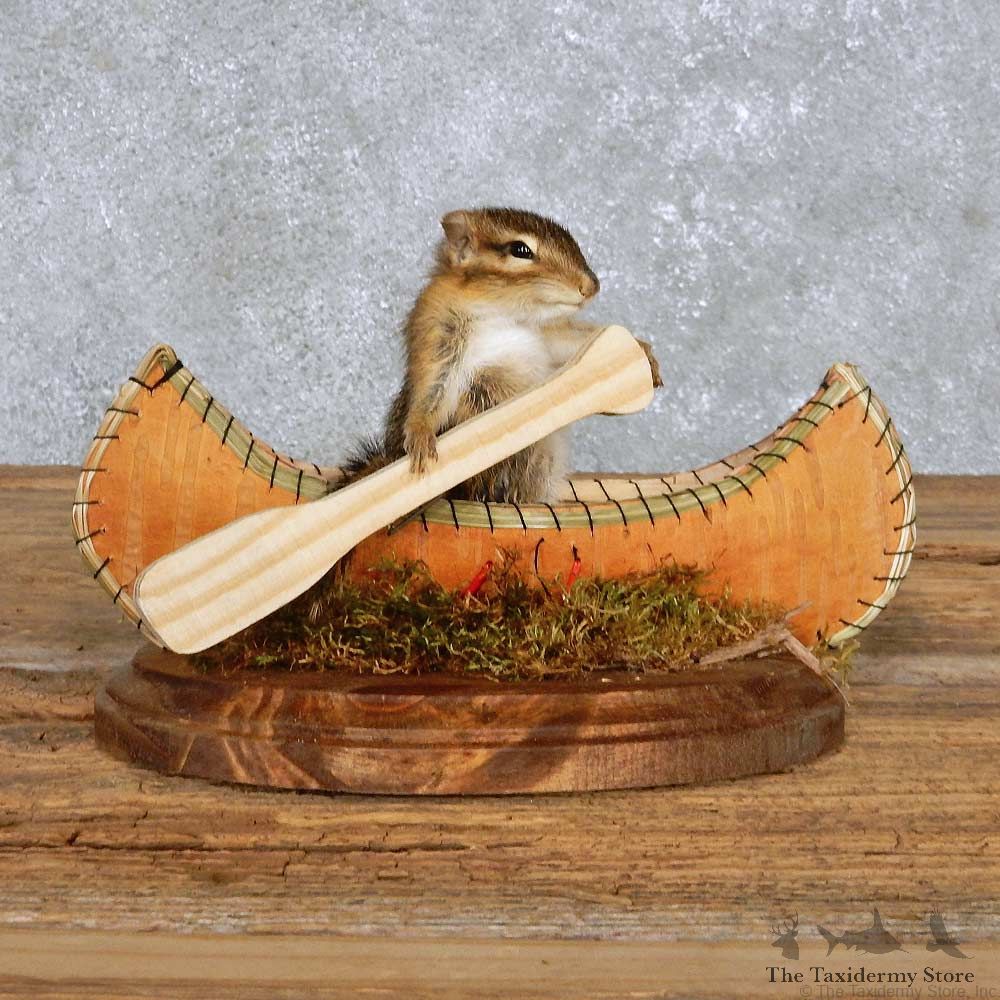 Novelty Canoe Chipmunk Mount For Sale #14184 @ The Taxidermy Store
