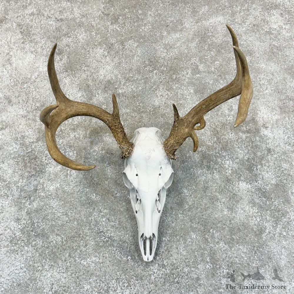 Whitetail Deer Skull European Mount For Sale #29225 @ The Taxidermy Store