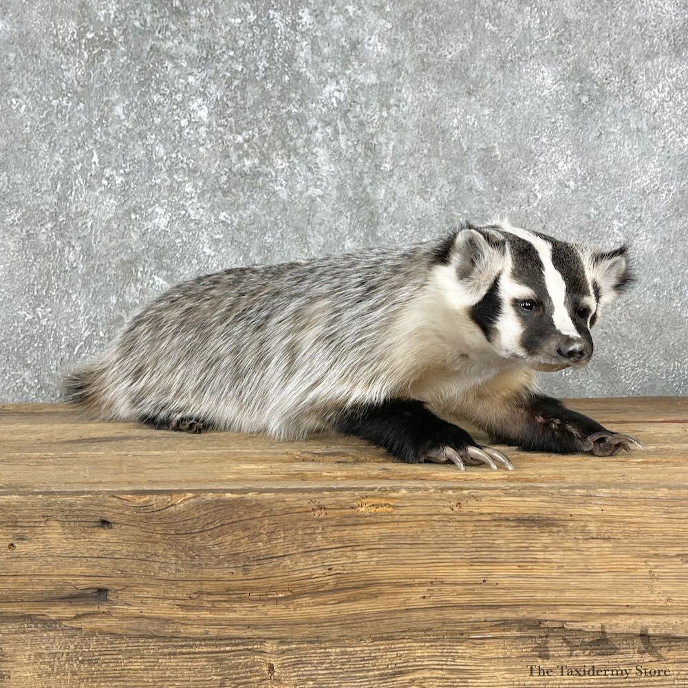 American Badger Life-Size Mount For Sale #25520 @ The Taxidermy Store