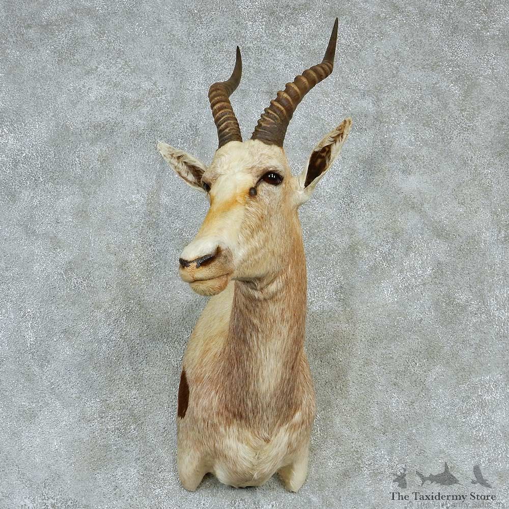 African Blesbok Shoulder Taxidermy Mount #13226 For Sale @ The Taxidermy Store