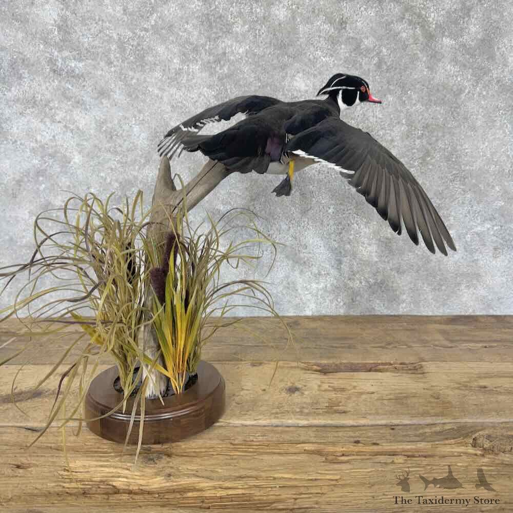 Wood Duck Bird Mount For Sale #31624 @ The Taxidermy Store
