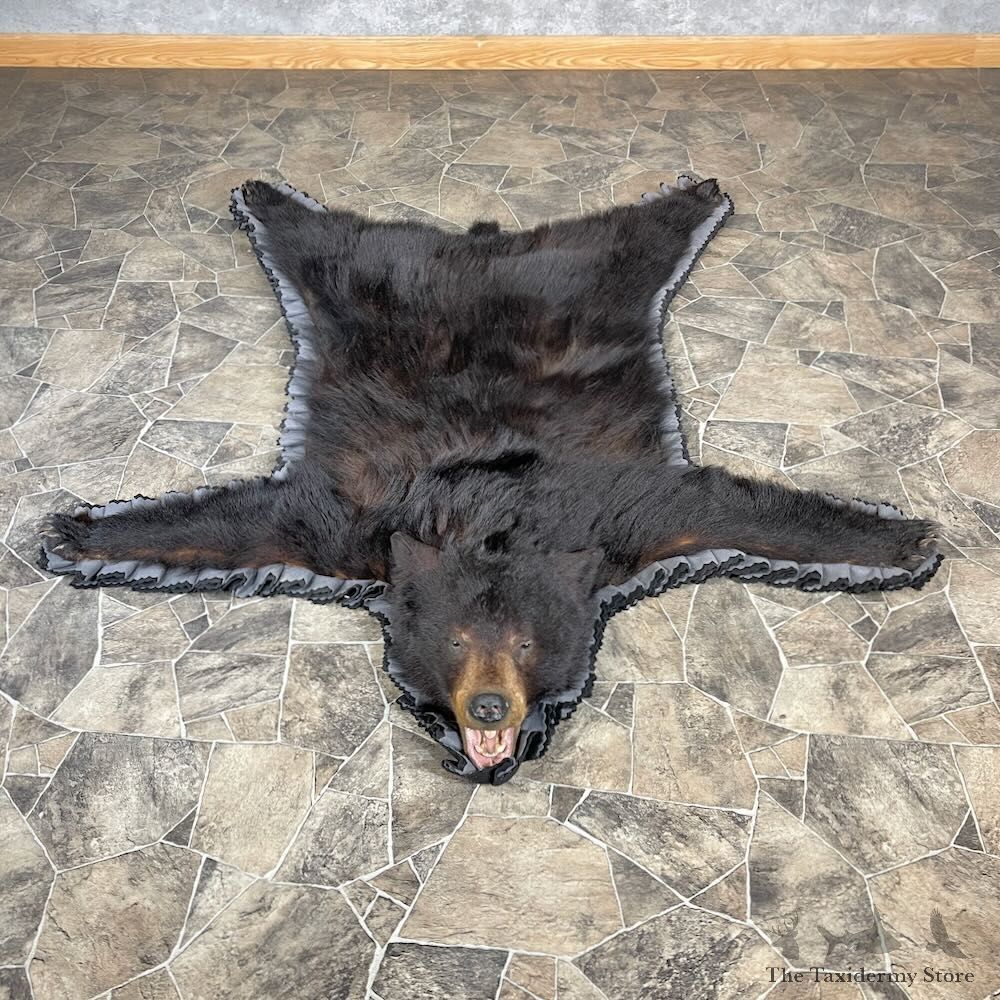 Black Bear Full-Size Rug For Sale #27853 @ The Taxidermy Store