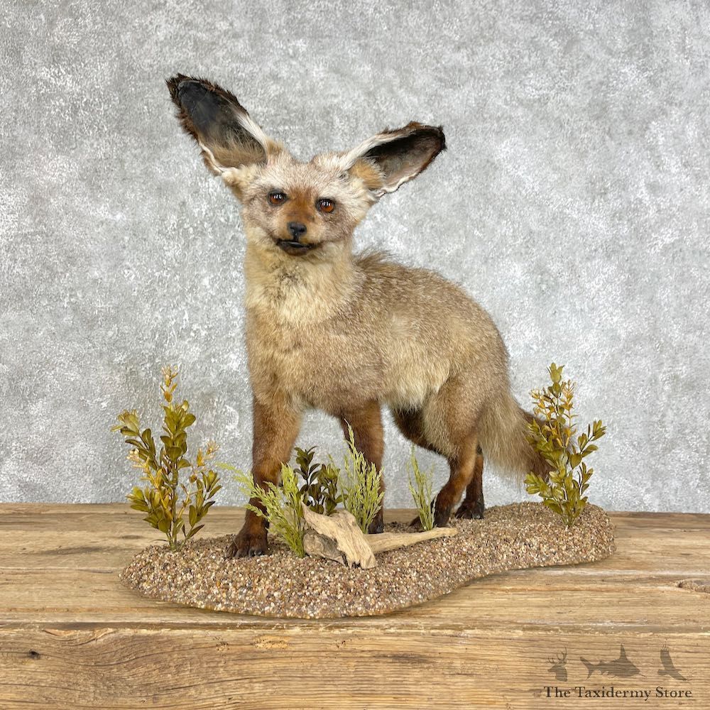 Bat-eared Fox Life-Size Mount For Sale #25807 @ The Taxidermy Store