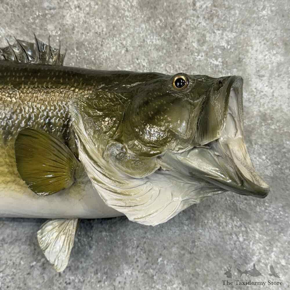 Largemouth Bass Fish Mount For Sale #30879 @ The Taxidermy Store