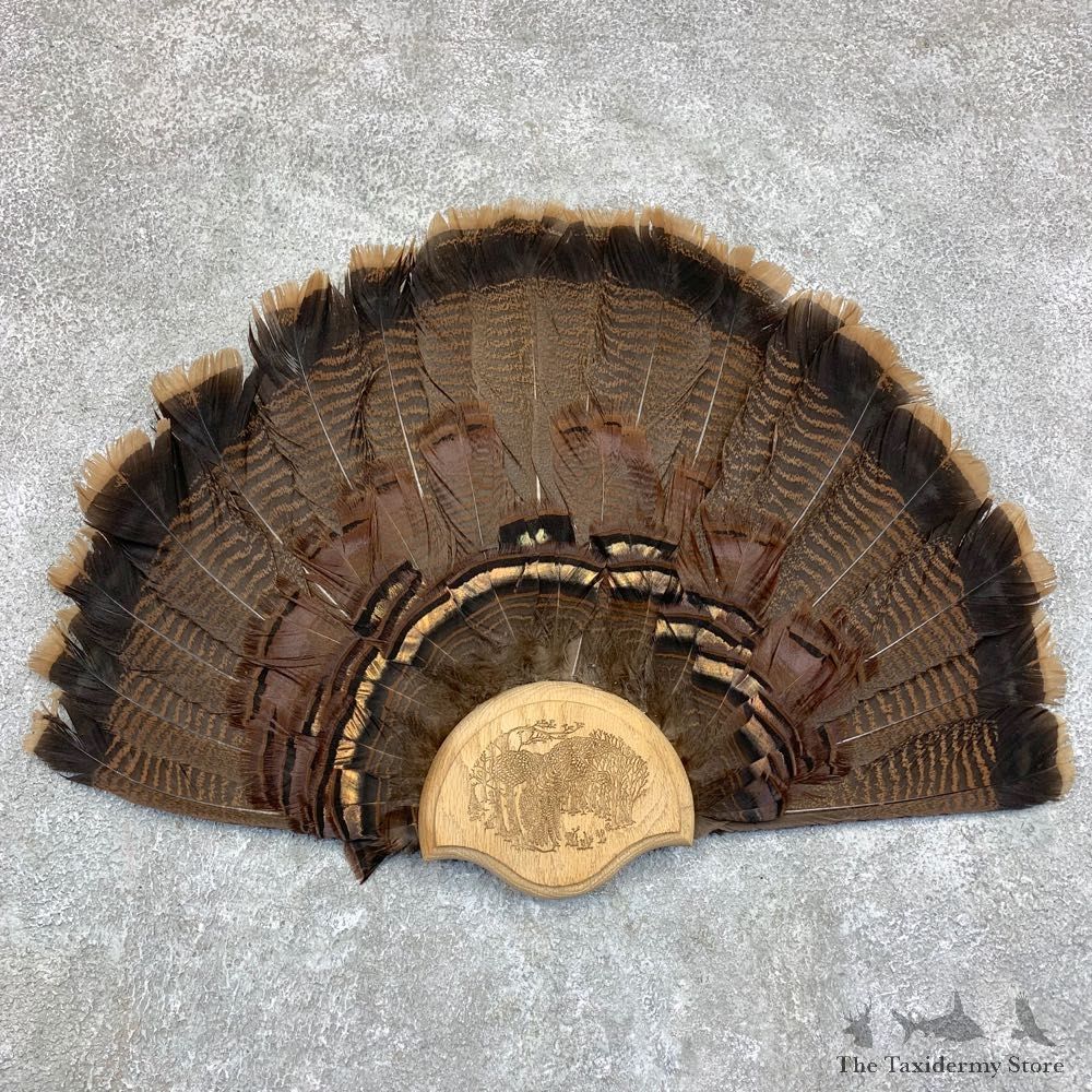 Eastern Wild Turkey Fan For Sale #21749 @ The Taxidermy Store