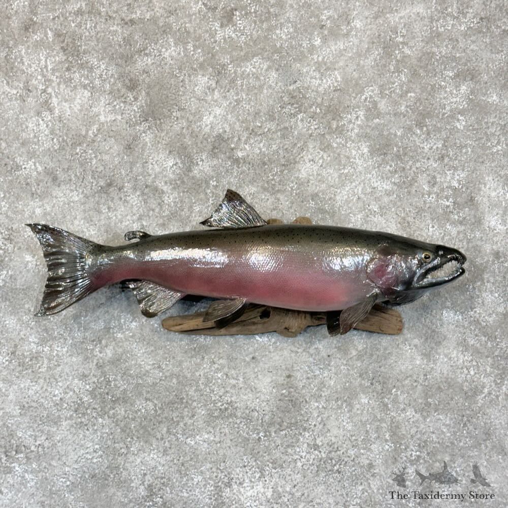 Coho Salmon Fish Mount For Sale #28774 @ The Taxidermy Store