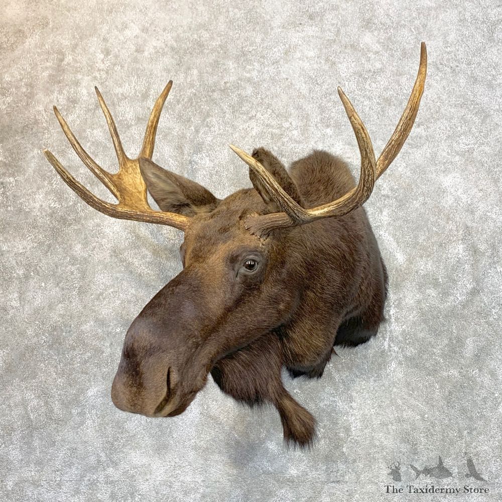 Maine Moose Shoulder Mount For Sale #23958 @ The Taxidermy Store
