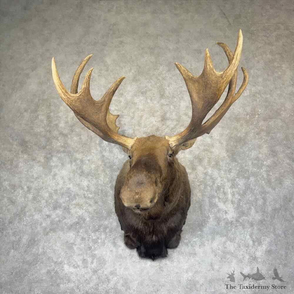 Alaskan Yukon Moose Shoulder Mount For Sale #31513 @ The Taxidermy Store