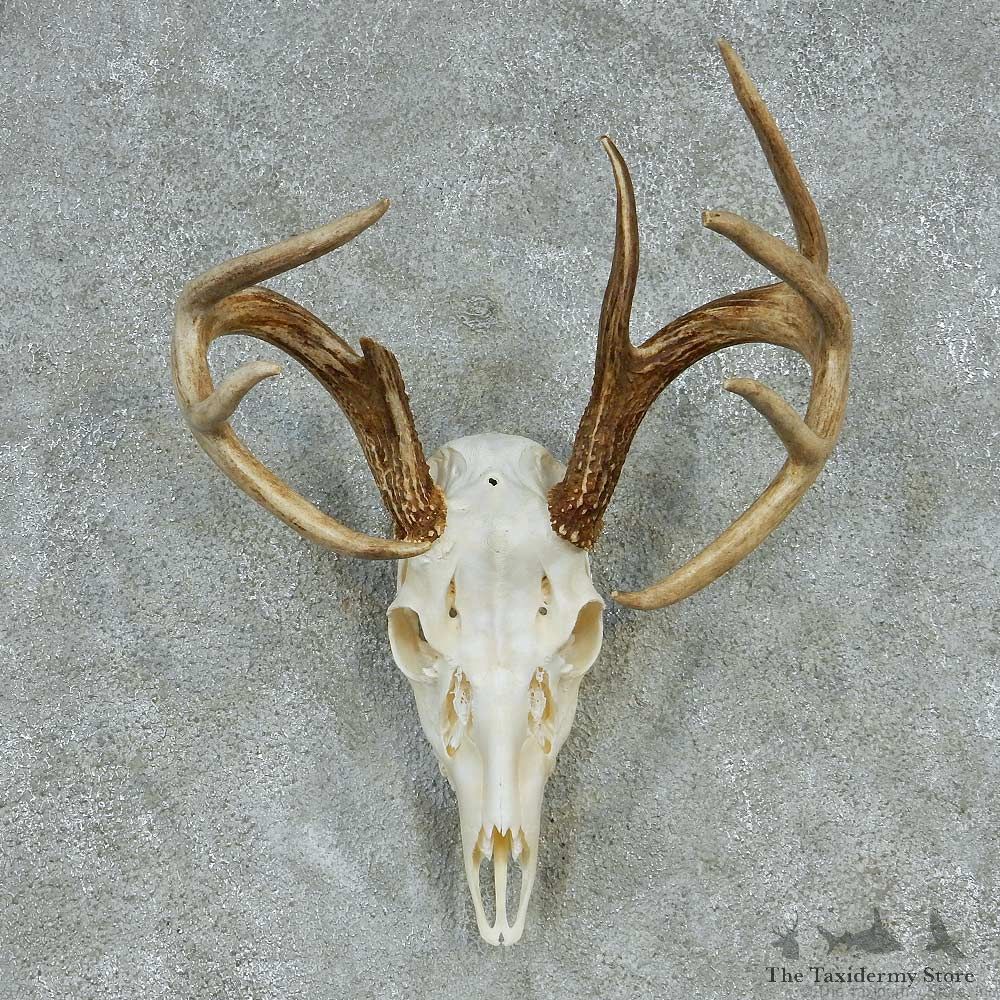 Whitetail Skull & Antlers Taxidermy Mount #13252 For Sale @ The Taxidermy Store