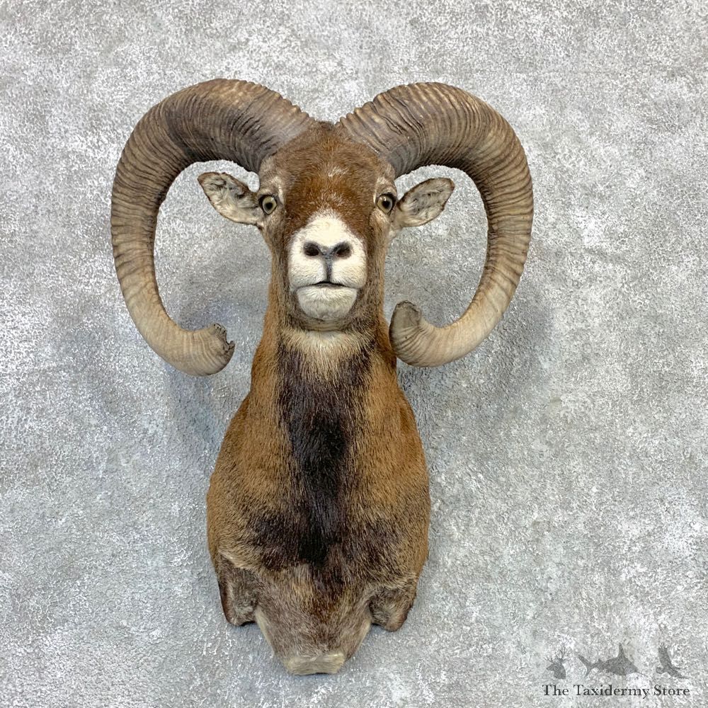 Mouflon Ram Shoulder Mount For Sale #23121 @ The Taxidermy Store
