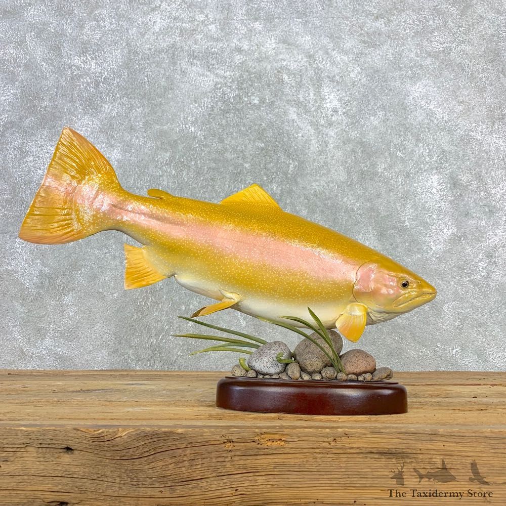 Palomino Trout Fish Mount For Sale #21661 @ The Taxidermy Store