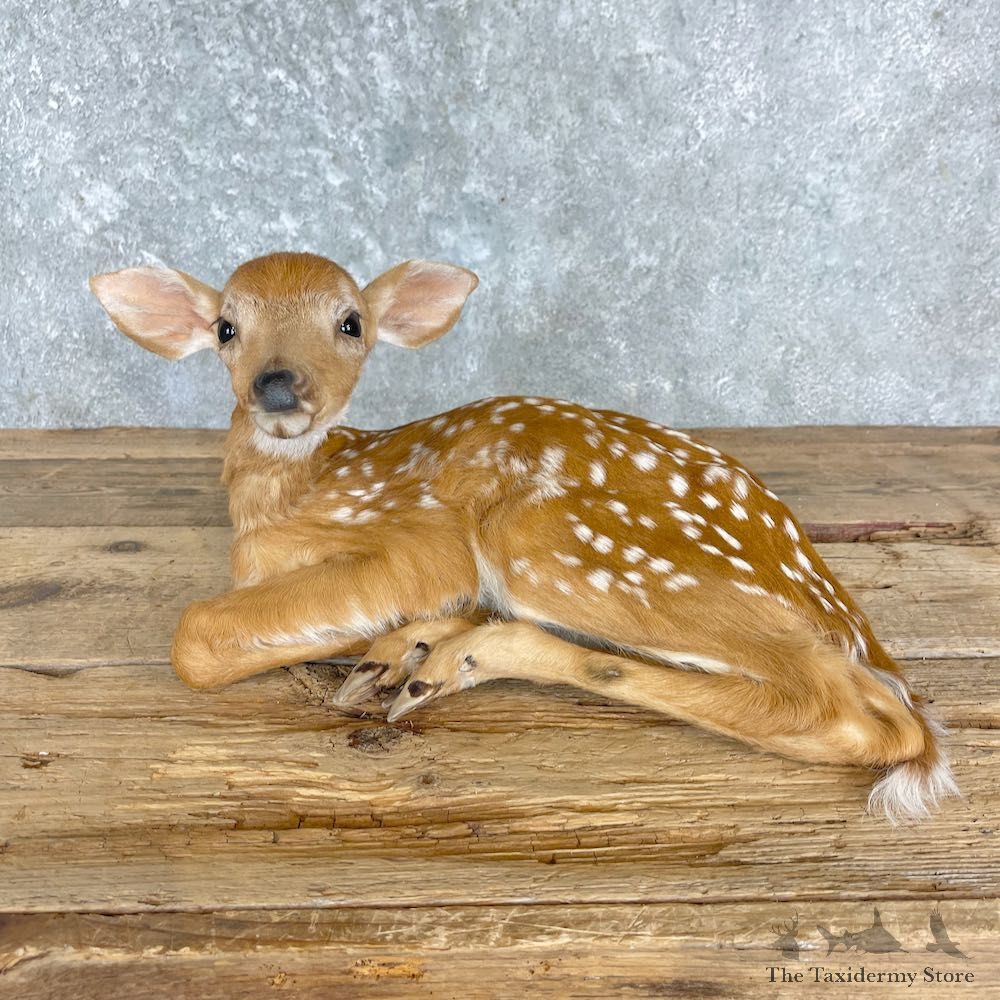 Whitetail Deer Fawn Life-Size Mount For Sale #27207 - The Taxidermy Store