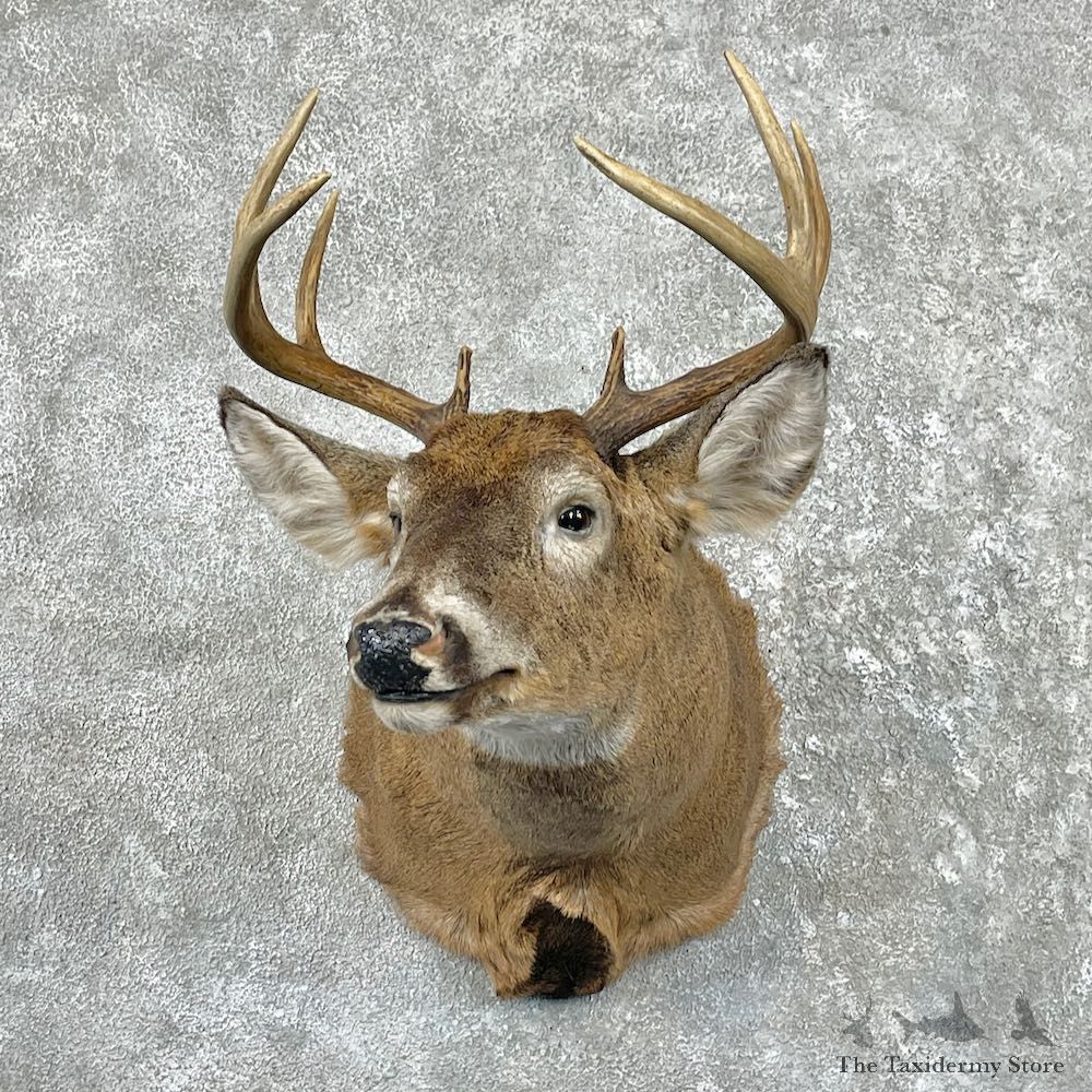 Whitetail Deer Shoulder Mount For Sale #26177 @ The Taxidermy Store