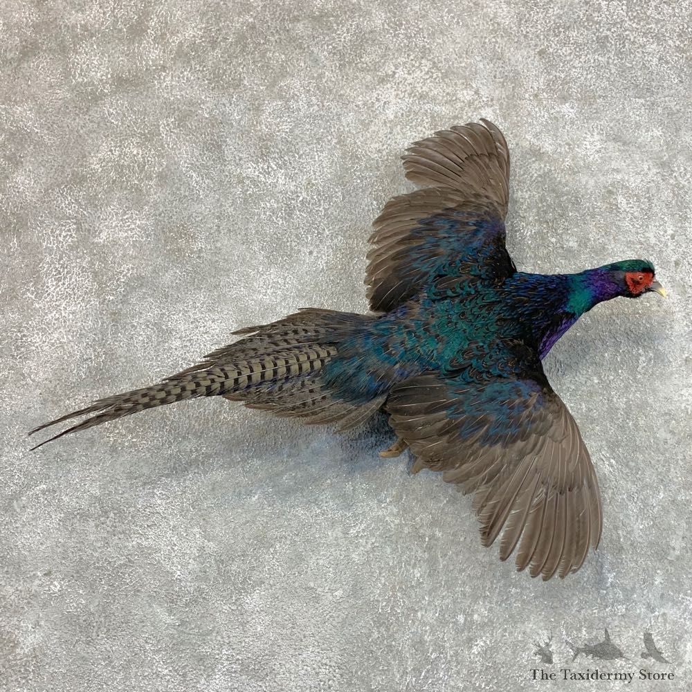 Black Pheasant Bird Mount For Sale #22811 @ The Taxidermy Store