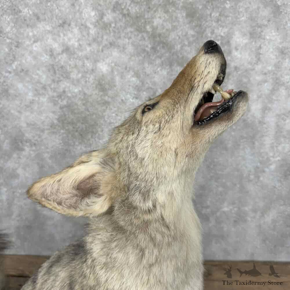 Coyote Life-Size Mount For Sale #30802 @ The Taxidermy Store