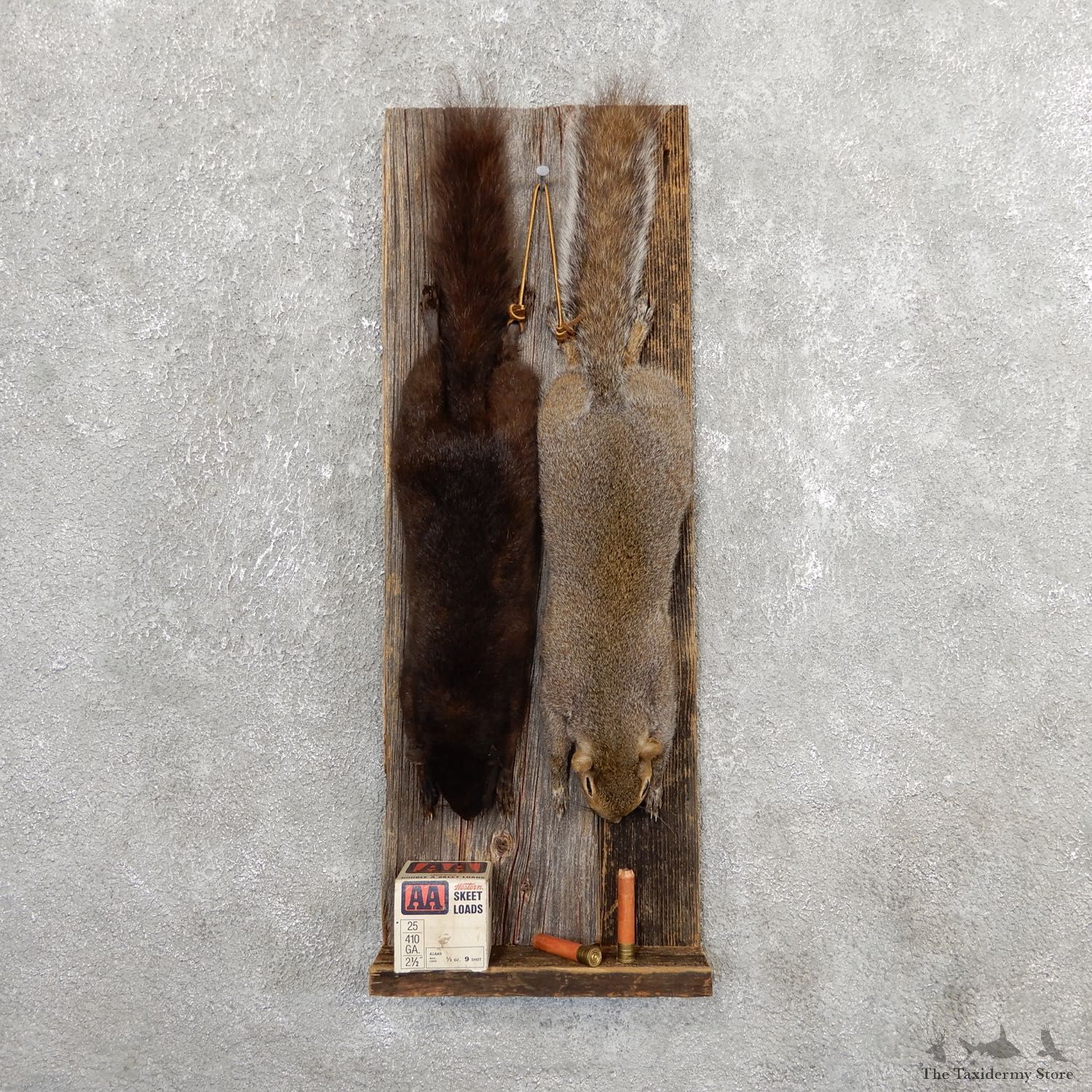 Captain's Classic Black & Grey Squirrel Display Taxidermy Mount #19733 For Sale @ The Taxidermy Store