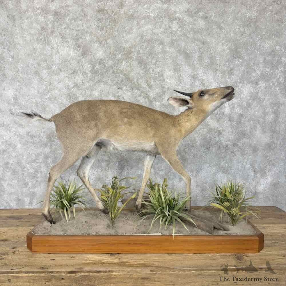 Southern Bush Duiker Life Size Mount For Sale #31840 @ The Taxidermy Store
