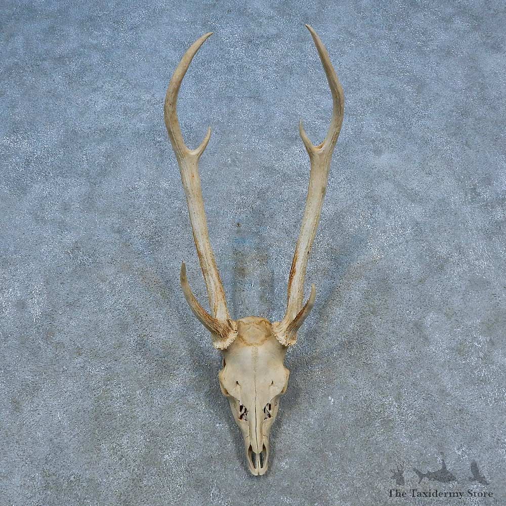 Axis Deer Skull Antler European Mount For Sale #15549 @ The Taxidermy Store