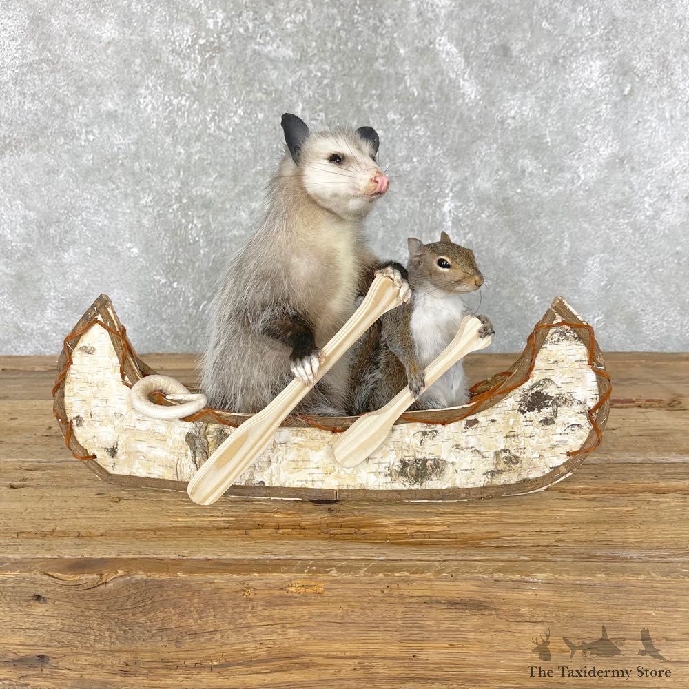 Canoeing Squirrel and Opossum Novelty Mount For Sale #24447 @ The Taxidermy Store