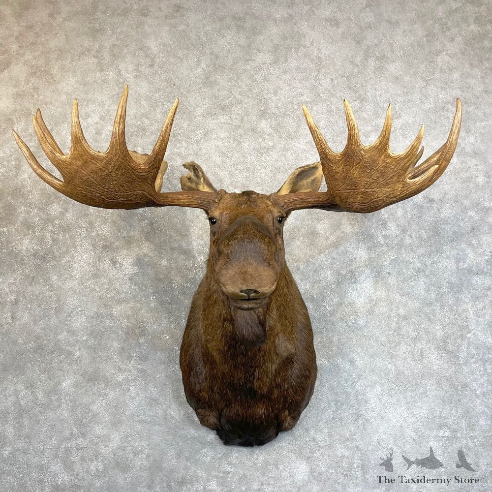 Alaskan Yukon Moose Shoulder Mount For Sale #24236 @ The Taxidermy Store