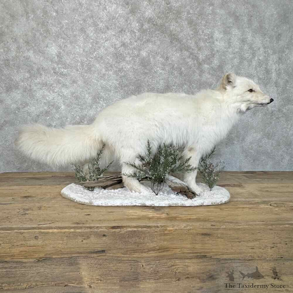 Arctic Fox Life-Size Mount For Sale #30536 @ The Taxidermy Store