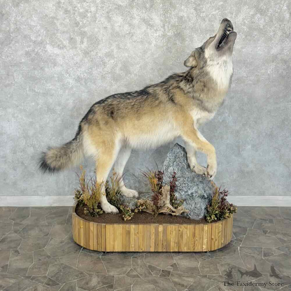 Alaskan Grey Wolf Life-Size Mount For Sale #30789 @ The Taxidermy Store